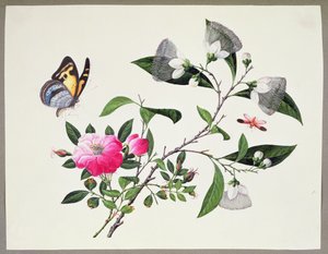 Blomsterstudie och insekter